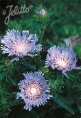 Stokesia laevis  'Blue Star'